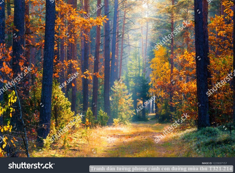 Tranh dán tường phong cảnh con đường mùa thu T321-214